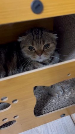 Милая шотландская вислоухая кошка 🐱