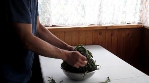 РЕЦЕПТЫ ОДУВАНЧИКА