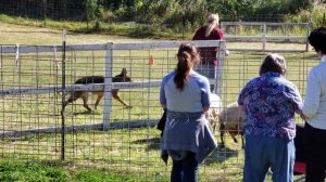 Kisla's High in trial started sheep run. Sept Ak herd group trials.