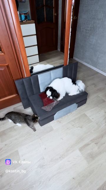 Лежанки для животных смотреть онлайн