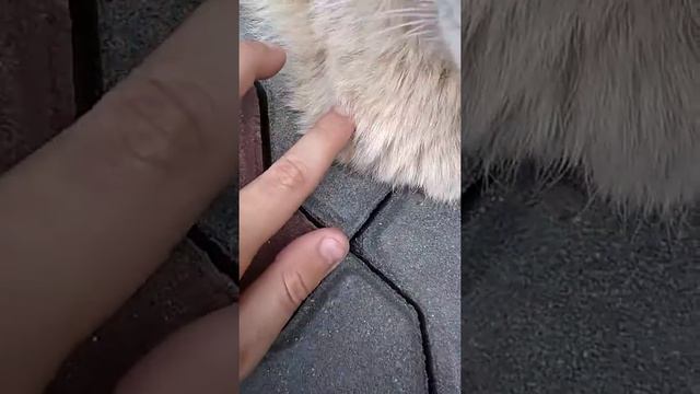 Коты меняют расцветку?! 🐈