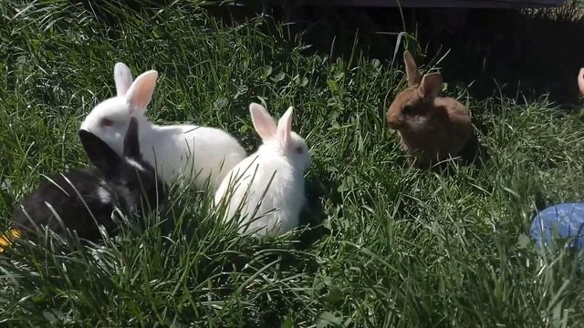 розведення кролів на дачі вигідна справа та не важка .Чем кормить кролика літом . смотреть онлайн