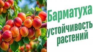 Устойчивость растений к заморозкам.