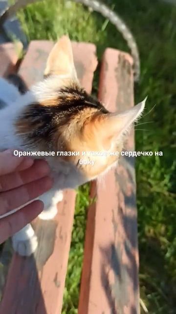 Кошечка на Ринпоче Багша 😻