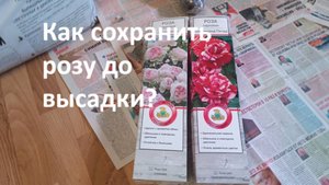Как сохранить розу до высадки в грунт?