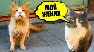 БЕЗДОМНЫЙ КОТ - МОЯ ЛЮБОВЬ!🐈✨ ПИТОМЦЫ ОДНИ ПРОТИВ КОТОВ В ГОРОДЕ КОШЕК