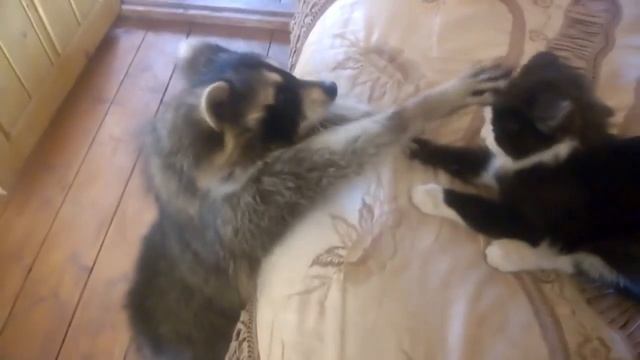 Енот пытается забрать кота себе. смотреть онлайн