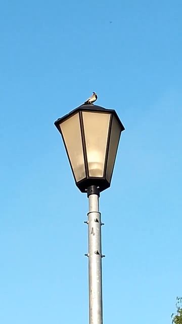 Трясогузка с большим уловом в клюве! #птицы #трясогузка смотреть онлайн