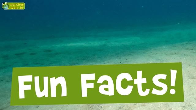 11 Fun Facts über Fische z. B. Haie und Rochen - mit lustigen Zeichentrick-Animationen für Kinder смотреть онлайн