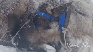 День оленевода 01.03.2025