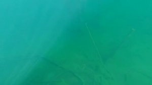 Озеро Синявинское. Подводный лес.