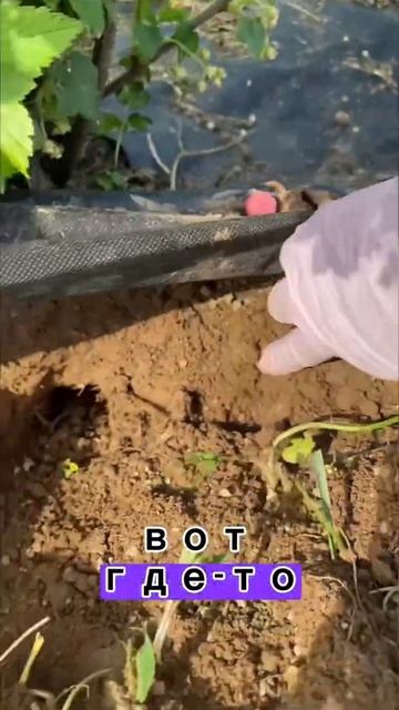 Часть 2. Ловим крота-хулигана. Портит корни смородины смотреть онлайн