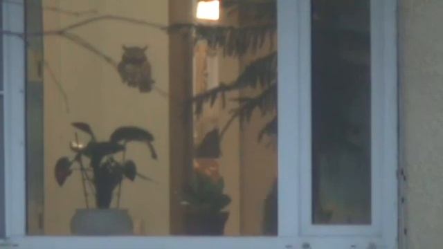 Мошенник,вор и провокатор мкд я глявный