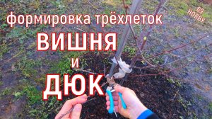 Весенняя обрезка трёхлетней вишни и ДЮКа! Продолжаем формировку!