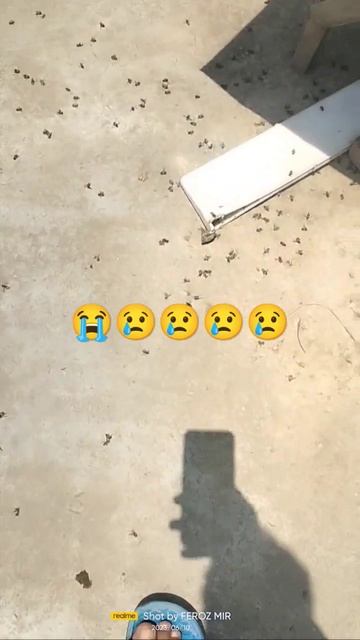 Feeling sad 😭 pesticides my bees dying #sad #emotionalstatus #heartbroken @Kashmiribeekeeper смотреть онлайн