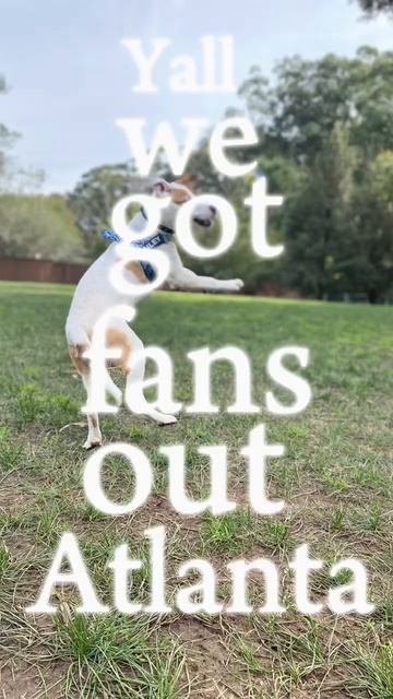 Bailey ❤️ #dog #heeler #jackrussellterrier #pet #fyp смотреть онлайн