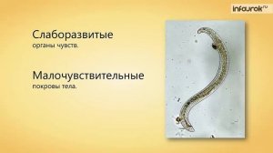 14. Тип Круглые черви