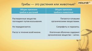 8. Общая характеристика грибов