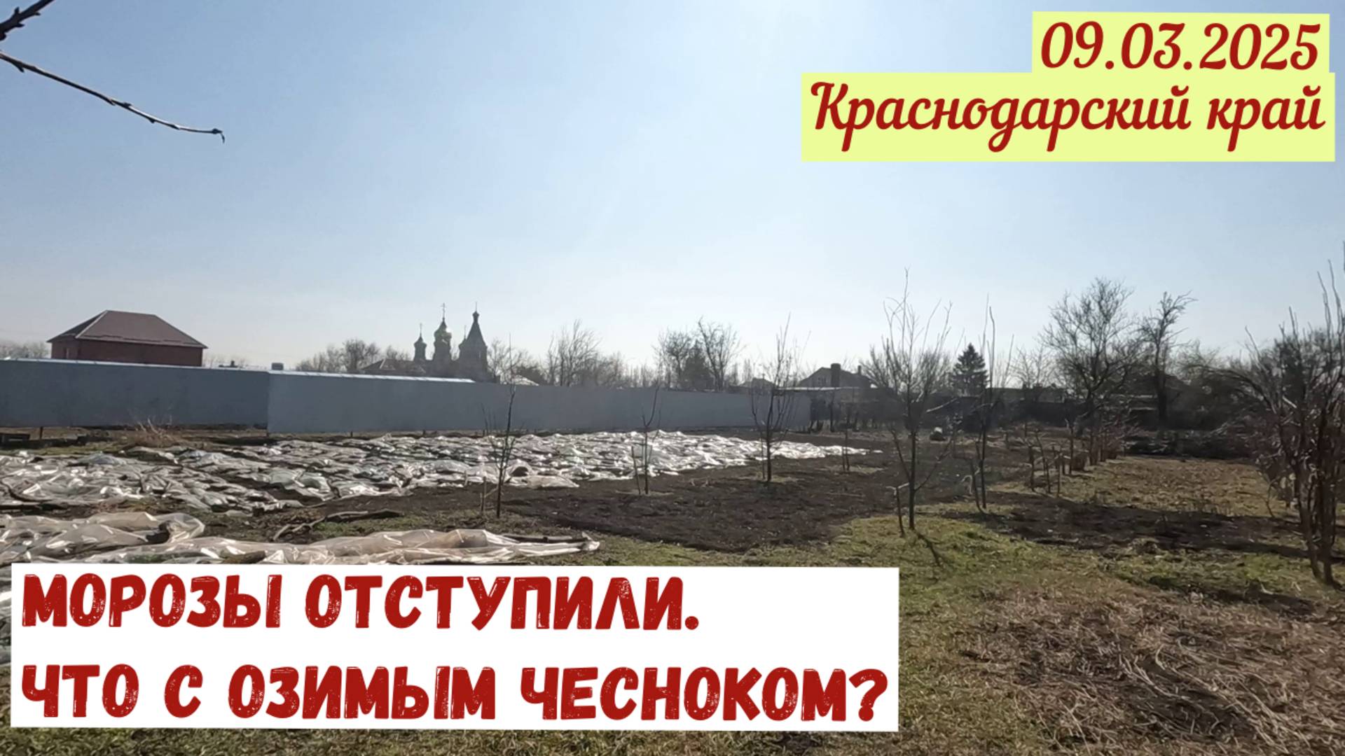 Краснодарский край(09.03.2025). Морозы отступили. Что с озимым чесноком?