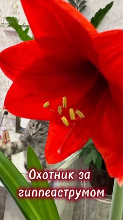 Глазами кота