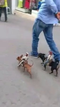 Кони 🐎 собаки 🐕 Живём с Юмором 🤣