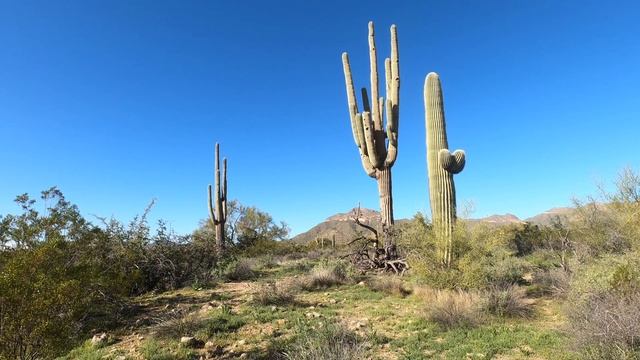 Desert Ambience. Arizona Springtime for Studying, Working, Yoga, and Relaxation смотреть онлайн