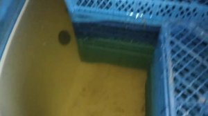 разведение креветки Розенберга хлопоты