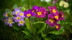 Примула: Весенний Первоцвет