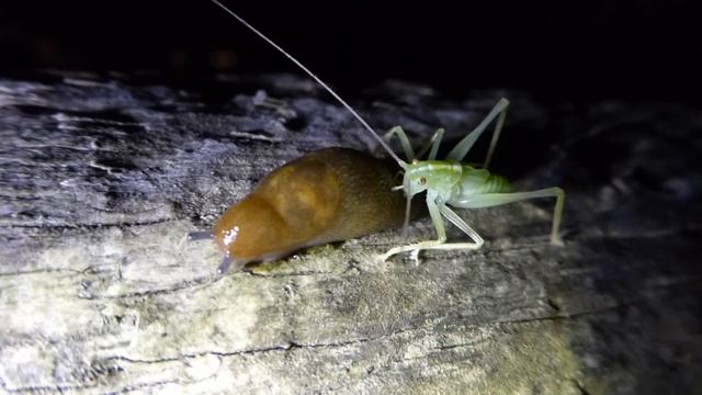 An Oak bush cricket sucking moisture from a slug (Part 2) смотреть онлайн