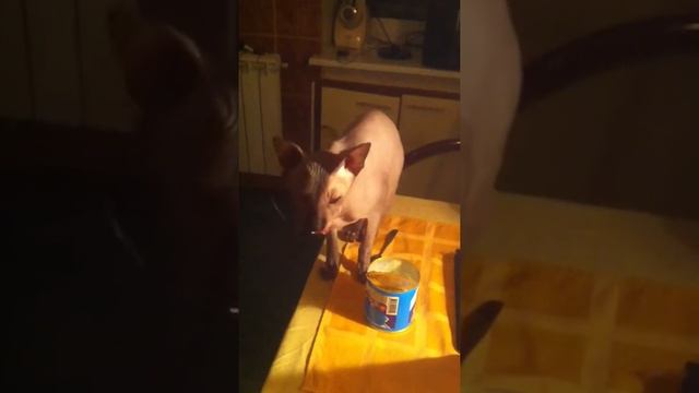 Кот и сгущенка смотреть онлайн