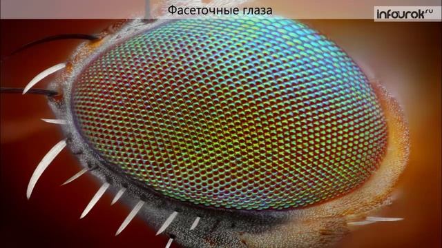 24. Класс Насекомые (морфология, анатомия и физиология) смотреть онлайн