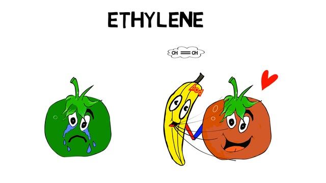 What are plant hormones?