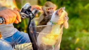 Тайгановские ТУСОВЩИКИ Люська и Басик отправились на прогулку В ЗАКАТ