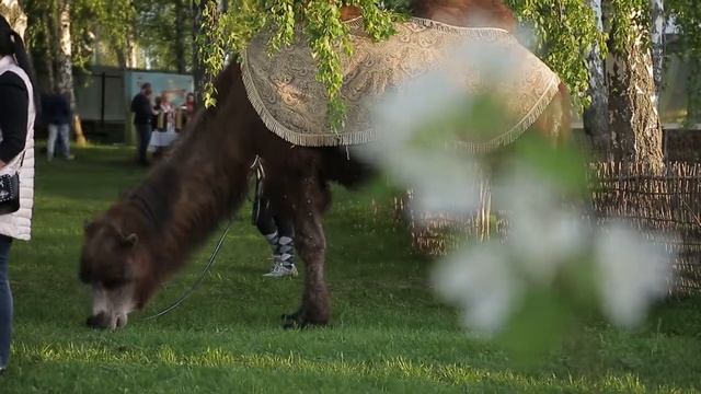 Группа компаний «Доминанта» на Встрече региональных лидеров смотреть онлайн