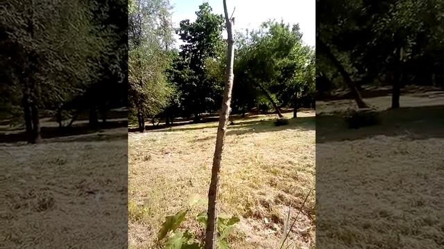 😍😍😍😜😜😜❤️❤️❤️ Счастье и в Солнце и в ненастье ❤️ масло Ореха энергия Природы ❤️ любви ❤️ успеха ❤️ смотреть онлайн