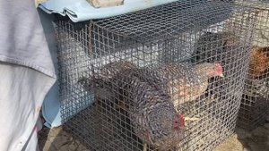 Солнечные ванны для цыплят