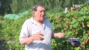 «Ягода малина, нас к себе манила»: агроном Анатолий Сидорович вырастил особый урожай малины