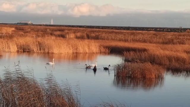 Семья лебедей на Финском заливе