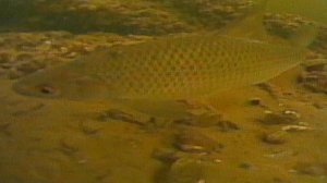 Подводная съёмка ГМ.