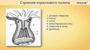 11. Тип Кишечнополостные. Морские Кишечнополостные
