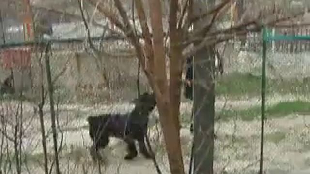 п-к Роман-Кош..Роман-Кош Бонжур Биг Бер дочь Балаклавы и Танго Савали . 2 года  в гостях. 2007. 2