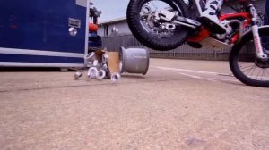 Red bull bike freestyle