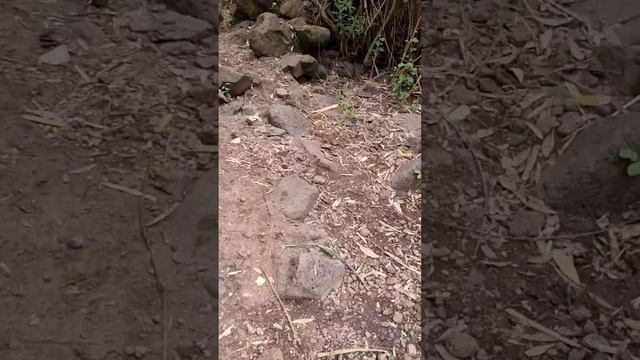 El Al Nature Reserve.Black waterfall.Israel beatiful places.Черный водопад.Голаны.מפעל השחור.