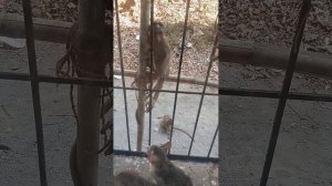 котята и мартышки