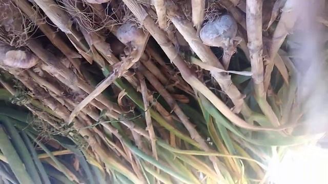 жизнь в Херсонской обл чеснок урожай 2022 смотреть онлайн