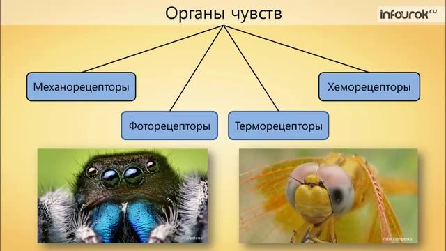 23. Класс Насекомые. Общая характеристика и значение смотреть онлайн