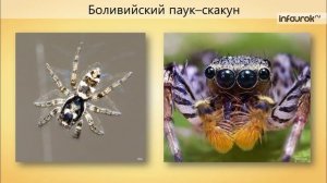 21. Многообразие паукообразных, их роль в природе