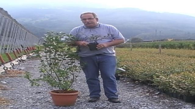 How to cultivate blueberries in a pot смотреть онлайн