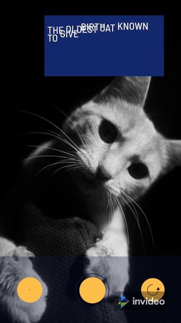 6 FACTS ABOUT CATS THAT WILL BLOW YOUR MIND #SHORTS смотреть онлайн