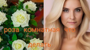 роза комнатная секреты ухода